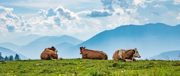 The best tourism agents for unique experiences in  Switzerland