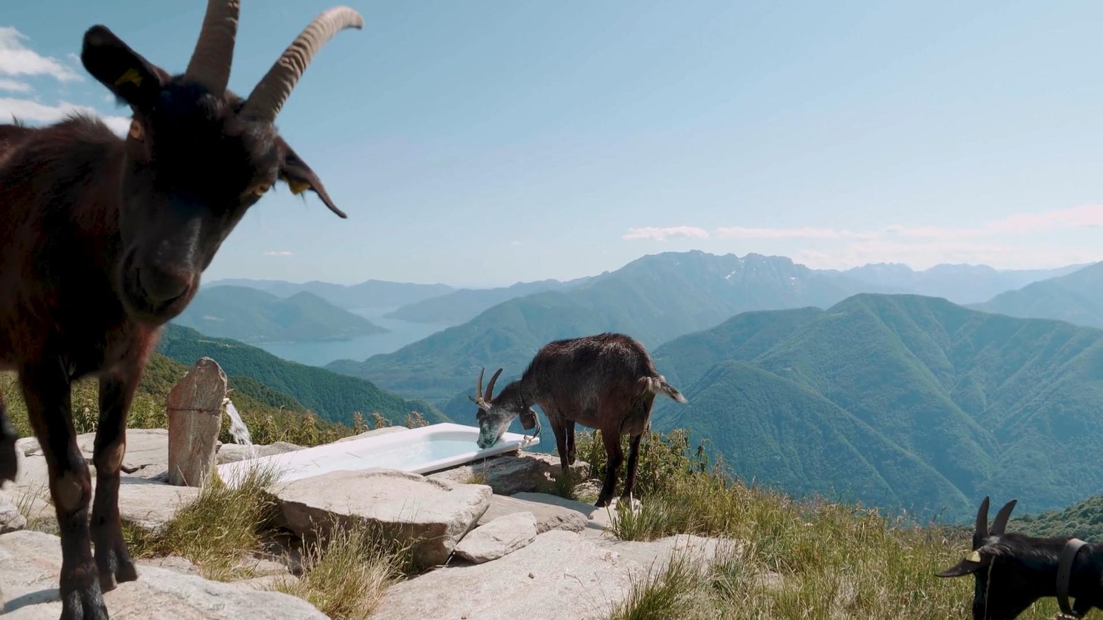 Watch and Cow - Travel Design