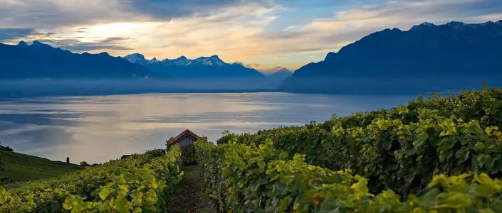 Swiss Wine Experience: why not trying a private Wine Therapy?